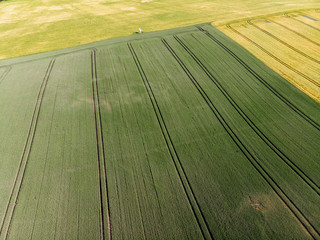 grünes Feld von oben, Drone, Luftbild