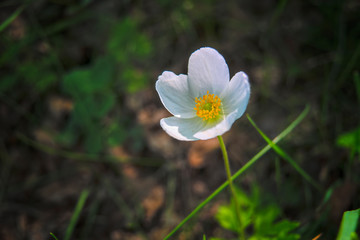 White summer wildflowers on a blurred background.