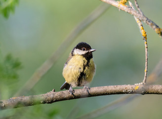 Great tit bird on a branch