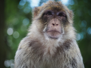 Barbary Macaque profile