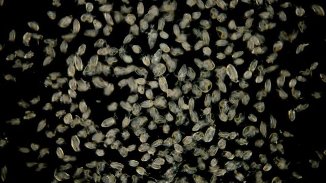 Bosmina water flea under the microscope, the chaotic movement of a colony of Bosmina plankton crustaceans, they are easily recognized by the antennulae resembling a beak, is a planktonic organism