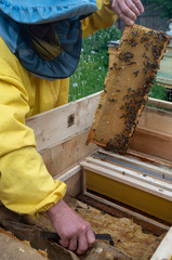 A man pulls out of the hive frame with honey and bees.