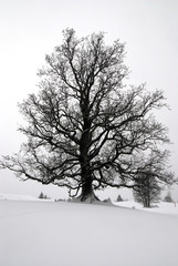 old tree with many branches on snow covered hill