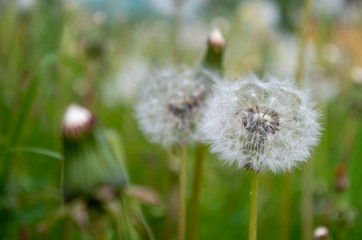 A large number of blooming dandelions among the grass.