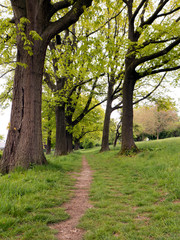 Schmaler Weg über eine Wiese in Lübbecke in Ostwestfalen. Die Wiese ist mit einigen Bäumen bewachsen.