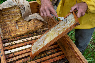 A man pulls out of the hive frame with honey and bees.