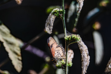 Safari im Majete Nationalpark