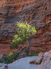 tree in the desert