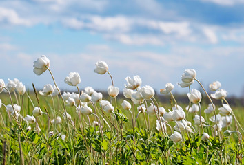 Obraz premium Wood texture. Wood texture for design and decoration