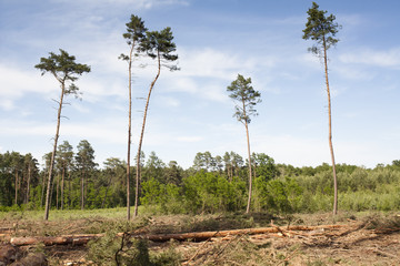 Tutaj niedawno był las sosnowy 