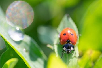 Ladybug on a green blade of grass, with a drop of dew. Close-up. Selective focus