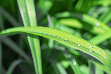 Dew drops on a green blade of grass, close-up. Selective focus