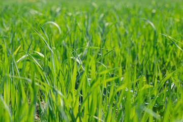 Green grass close-up, selective focus