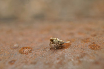 Insekt - Nymphe einer Käferzikade