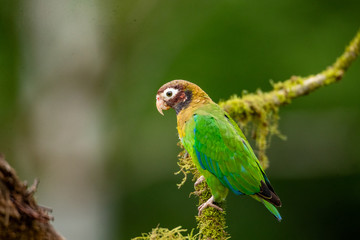 Parrot