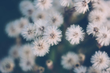 White fluffy flowers butterweed, horseweed, erigeron canadensis, canadian fleabane, conyza canadensis, colts-tail on a blue green faded background close up. Fluffy flowers texture. Medicinal plant.