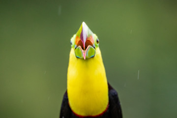 toucan © Casey