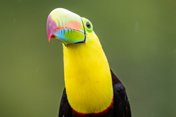 toucan 