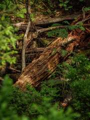 rotten wood in the forest