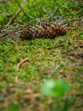fir cone on forest floor background image