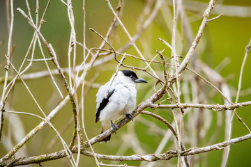 White Bird