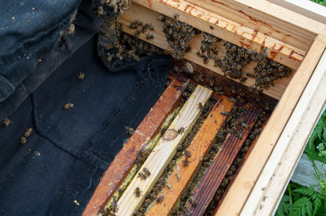 Many bees close-up in the photo. The beekeeper is working.