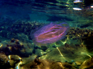 Fototapeta na wymiar Sea walnut comb jellyfish - Mnemiopsis leidyi