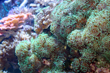 Fototapeta na wymiar Sea Reef
