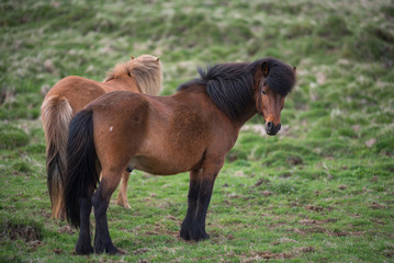 Naklejka na ściany i meble Icelandic horses in the highlands, Iceland