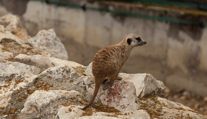 a suricate on a rock