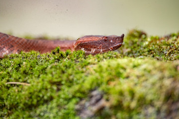 Snake