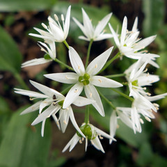 Blühender Bärlauch im Wald