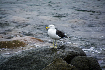 Möwe, Chile