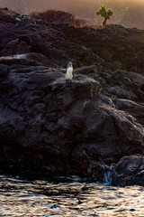 Galapagos Penguin (Spheniscus mendiculus) standing on the lava rock coast  with a Giant Cactus (Opuntia echios variation Gigantea) in the background.