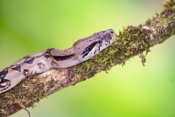 Snake