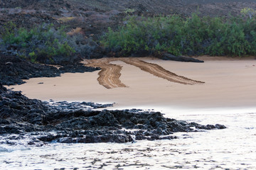 Sea turtle tracks on the beach