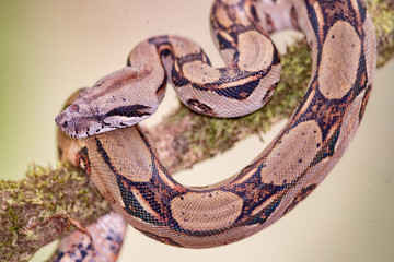 Snake