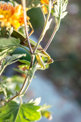 Mantis sunlit, licking plan of the insect hiding in the leaves of the chrysanthemum. Shallow depth of focus. The Wonders of Nature.