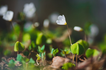 Spring flowers in the forest white