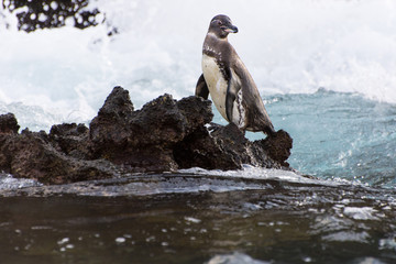 Galapagos Penguin (Spheniscus mendiculus) standing on the rocky shore as waves break behind it in the Galapagos Islands. 
