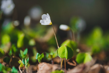 Spring flowers in the forest white