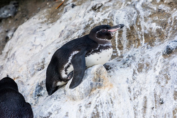 Galapagos Penguin (spheniscus mendiculus) resting on the rocky shore in the Galapagos Islands.