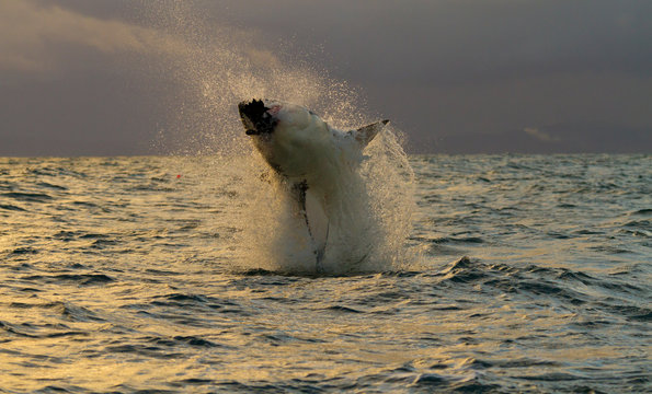 GRAN TIBURON BLANCO (Carcharodon carcharias), Isla de las Focas, False Bay, Sud&aacute;frica, &Aacute;frica