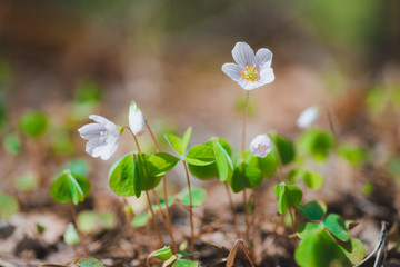 Spring flowers in the forest white