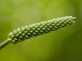 The lanceolata plantain (Plantago lanceolata) is a medicinal herb that has anti-cough properties and has anti-inflammatory and antibiotic effects.