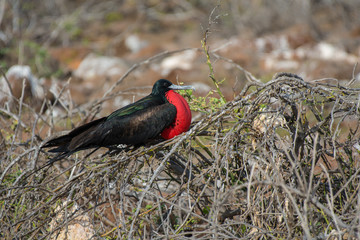 Male Great Frigatebird (Fregata minor) in Galapagos Islands, Ecuador.