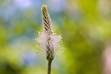 The lanceolata plantain (Plantago lanceolata) is a medicinal herb that has anti-cough properties...