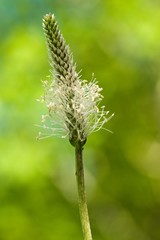 The lanceolata plantain (Plantago lanceolata) is a medicinal herb that has anti-cough properties and has anti-inflammatory and antibiotic effects.