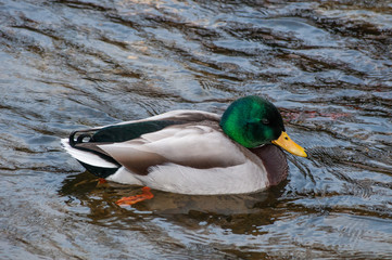 Mallard Drake duck in water