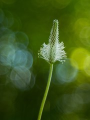 The lanceolata plantain (Plantago lanceolata) is a medicinal herb that has anti-cough properties and has anti-inflammatory and antibiotic effects.